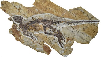 В Китае обнаружен новый вид динозавров, которые чирикали, как птицы