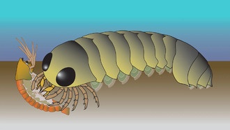 Окаменелая нервная система указывает на морское происхождение пауков и их родственников