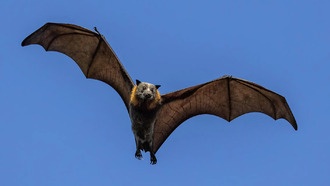 Молодые летучие мыши могут быть инкубаторами новых коронавирусов — исследование