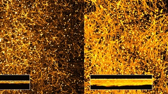 Учёные обнаружили, как белок крови превращает безобидный грибок в опасный патоген