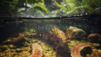 Окаменелость, которую считали гусеницей, оказалась древнейшим не морским лобоподом