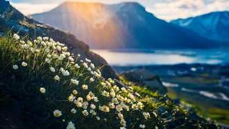 Без снега зимой: в Арктике обнаружили цветы и талую воду