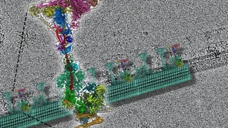 Учёные раскрыли структуру ключевого белка в ресничках клеток, что поможет в лечении болезней