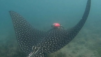 Учёные впервые отследили поведение скатов с помощью многофункциональных датчиков