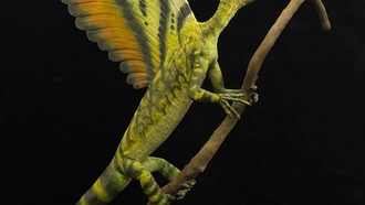 Пернатый гребень триасовой рептилии переворачивает представления об эволюции