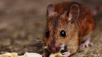 Эволюция научила оленьих мышей двум разным стратегиям спасения от хищников