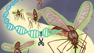 Генетическая модификация комаров блокирует передачу малярии без вреда для насекомых