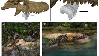 Древний кайман мог охотиться на гигантскую «птицу ужаса» — новое исследование