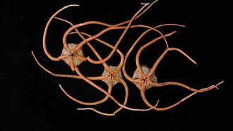 Первое в мире исследование ДНК глубоководных существ показало глобальную связь морской жизни