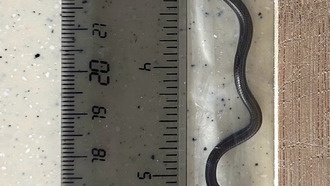 Учёные заново открыли самую маленькую змею в мире после 20 лет поисков