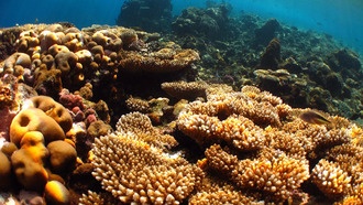 Пищевые цепочки коралловых рифов оказались более изолированными и уязвимыми, чем считалось ранее