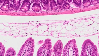 Учёные выявили механизм повреждения кишечника при заражении Cryptosporidium