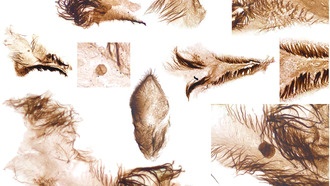 В Гранд-Каньоне обнаружены уникальные окаменелости животных кембрийского периода