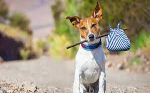 В России предложили создать федеральный фотобанк для поиска потерявшихся животных