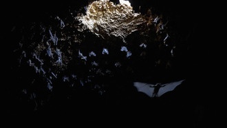 В Израиле нашли одно из древнейших в мире захоронений возрастом 100 000 лет