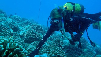 Щелкающие креветки помогут оценить здоровье коралловых рифов