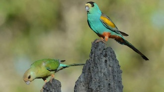 Золотистоплечий попугай теряет среду обитания из-за распространения древесных растений