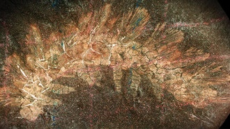 В пыльном ящике с окаменелостями нашли эволюционную сенсацию возрастом 300 миллионов лет