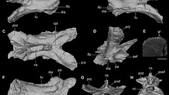 Обнаружен новый вид древних рептилий, живших перед крупнейшим вымиранием на Земле