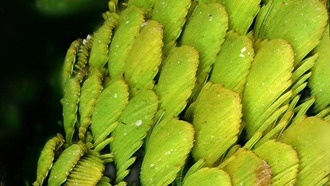 Скрытые слои перьев усиливают яркость окраса певчих птиц