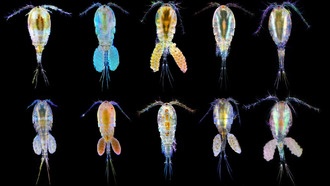 Крошечные рачки копеподы используют генетические и эпигенетические механизмы для адаптации к изменению климата