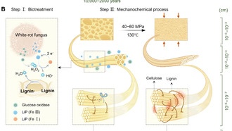 Учёные создали дерево прочнее стали для строительных конструкций