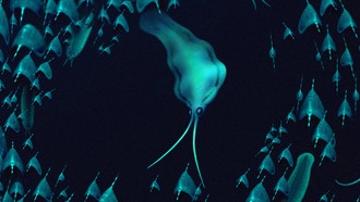 Древние кальмароподобные существа оказались родственниками щетинкочелюстных червей