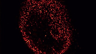 Новый метод микроскопии позволяет получать детальные изображения сложных биологических тканей