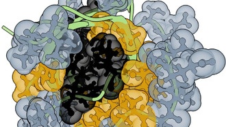 Учёные раскрыли миллиардолетние правила стабильности белков, что ускорит создание лекарств