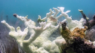Учёные призывают к срочным реформам для спасения коралловых рифов