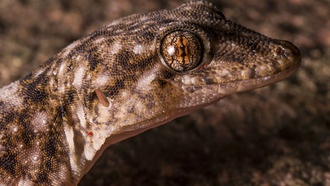 В священных лесах Мадагаскара обнаружен новый вид микроэндемичного геккона