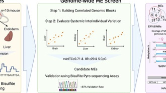 Учёные раскрыли 20-летнюю загадку в области эпигенетики