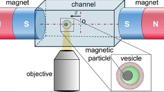Магнитное управление и световая активация: новый метод доставки лекарств для лечения рака