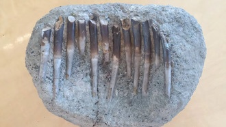 Химический состав зубов динозавров раскрыл их пищевые предпочтения