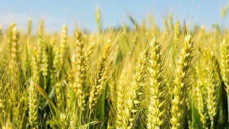 Китайские ученые создали генетическую карту устойчивости пшеницы к «раку»
