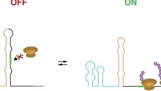 Учёные обнаружили сотни «переключателей» РНК, регулирующих активность генов