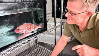 Глубоководные рыбы оказались важным источником карбонатов в океане