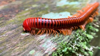 Секрет многоножек может стать основой для новых обезболивающих препаратов