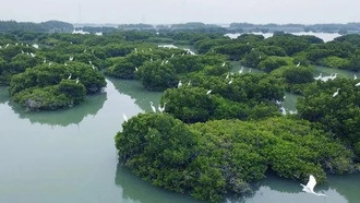 Дроны с ИИ защищают мангровые леса в провинции Гуандун