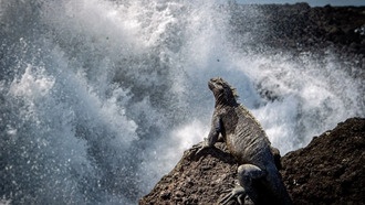 14 000 добровольцев помогли подсчитать морских игуан на Галапагосах с помощью дронов