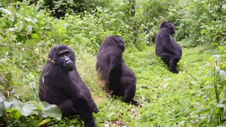 Гориллы регулируют агрессию в зависимости от личных потребностей и социальной динамики группы