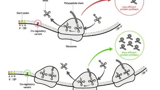 Новый ИИ-инструмент ускоряет разработку мРНК-терапии для вирусов, рака и генетических заболеваний