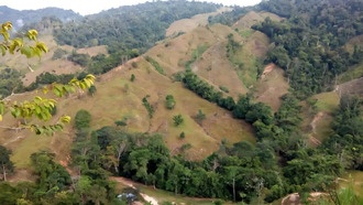 Почвы высокогорных тропических лесов в Колумбийских Андах богаты углеродом от прошлых пожаров