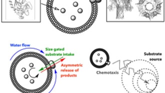 Учёные создали искусственную клетку, способную к химической навигации