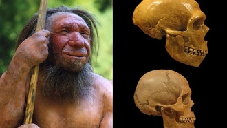 Гены неандертальцев связаны с редким заболеванием мозга и черепа, выяснили учёные