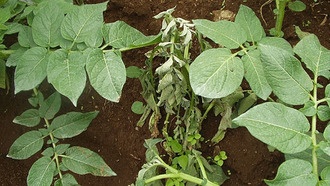 Учёные улучшили иммунную систему растений с помощью ИИ для защиты от патогенов