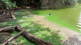 Новый метод обнаружения токсичных водорослей в озёрах до образования цветения
