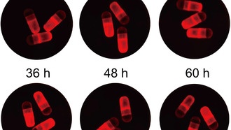 Учёные создали капсулу для перорального приёма мРНК-терапии