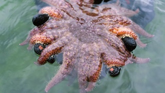 Морские звёзды защищают водоросли от прожорливых морских ежей