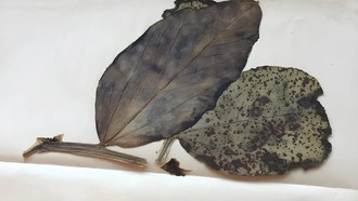 Учёные оживили 80-летние грибы, чтобы понять эволюцию сельского хозяйства